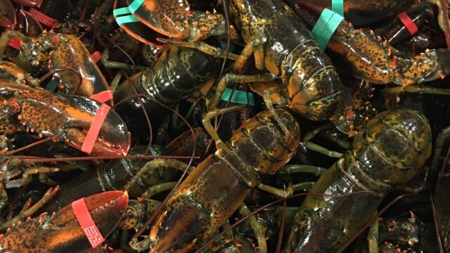 Bean Maine Lobster 1