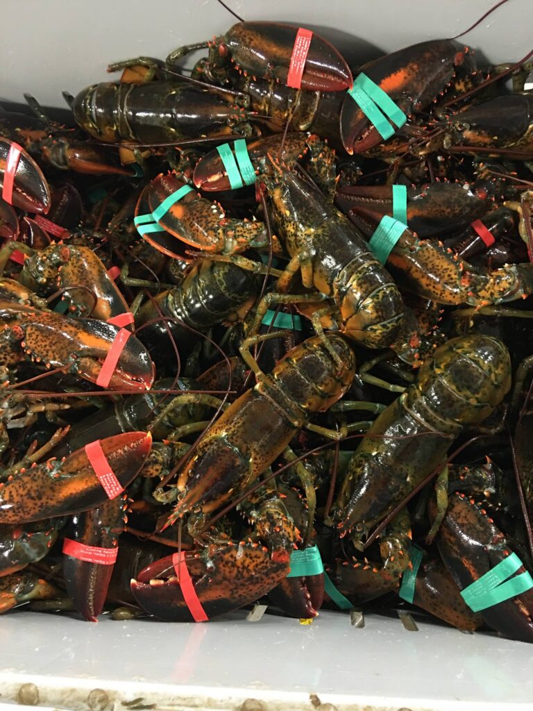 Bean Maine Lobster 1