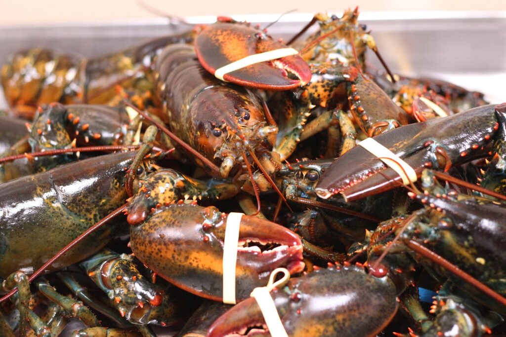 canadian rock lobster with claw rubber band