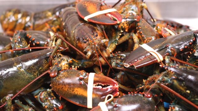 canadian rock lobster with claw rubber band