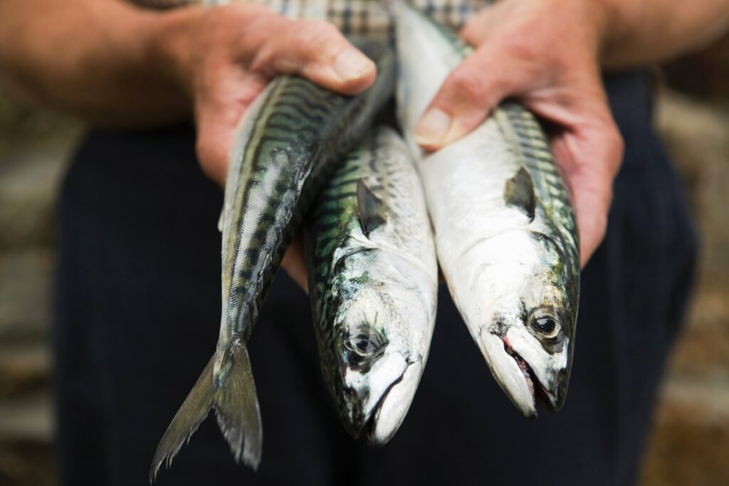 Close Up Of Fisherman Holding Freshly Caught Mackerel