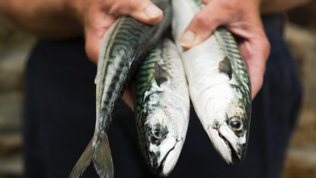 Close Up Of Fisherman Holding Freshly Caught Mackerel