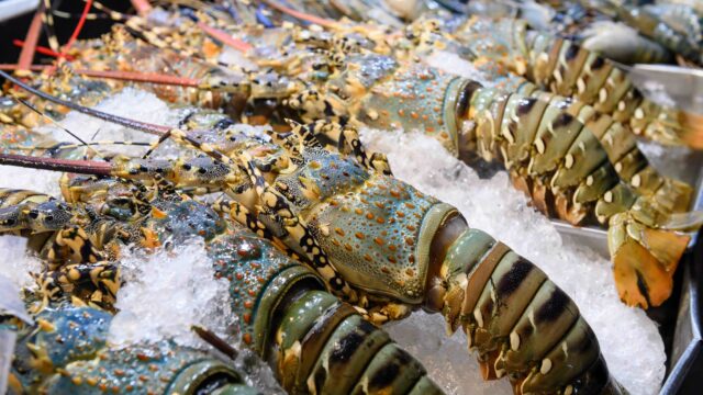 Fresh lobsters on ice for sale.