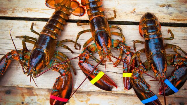 Three living lobsters view from above