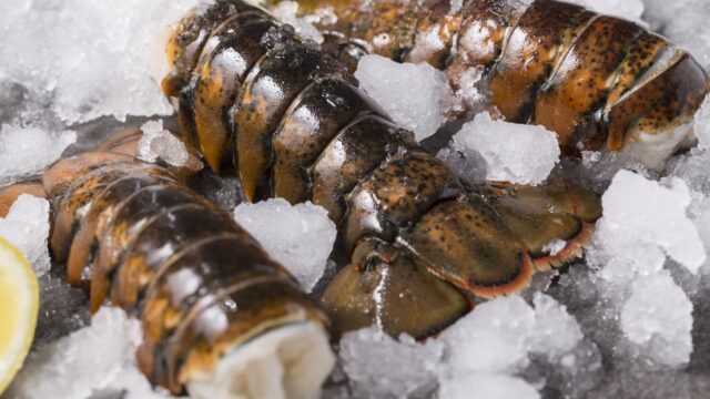 Fresh cold water Maine lobster tails on a bed of ice with lemon wedge.