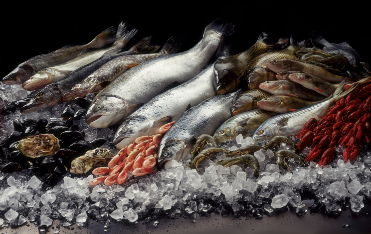 Fish still life
