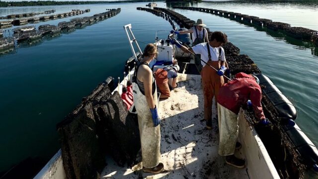 OysterFarm_Cages-980×640-1
