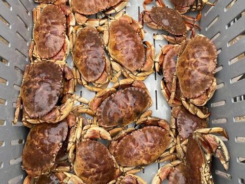 crabs-480×640
