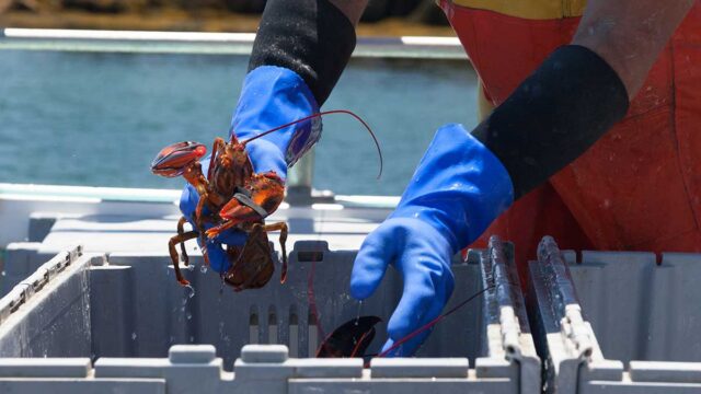 handling-lobsters-2