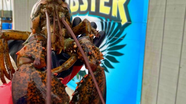 jumbolobster