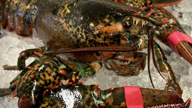 live-lobster