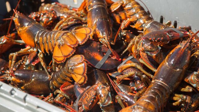 live-lobsters-img