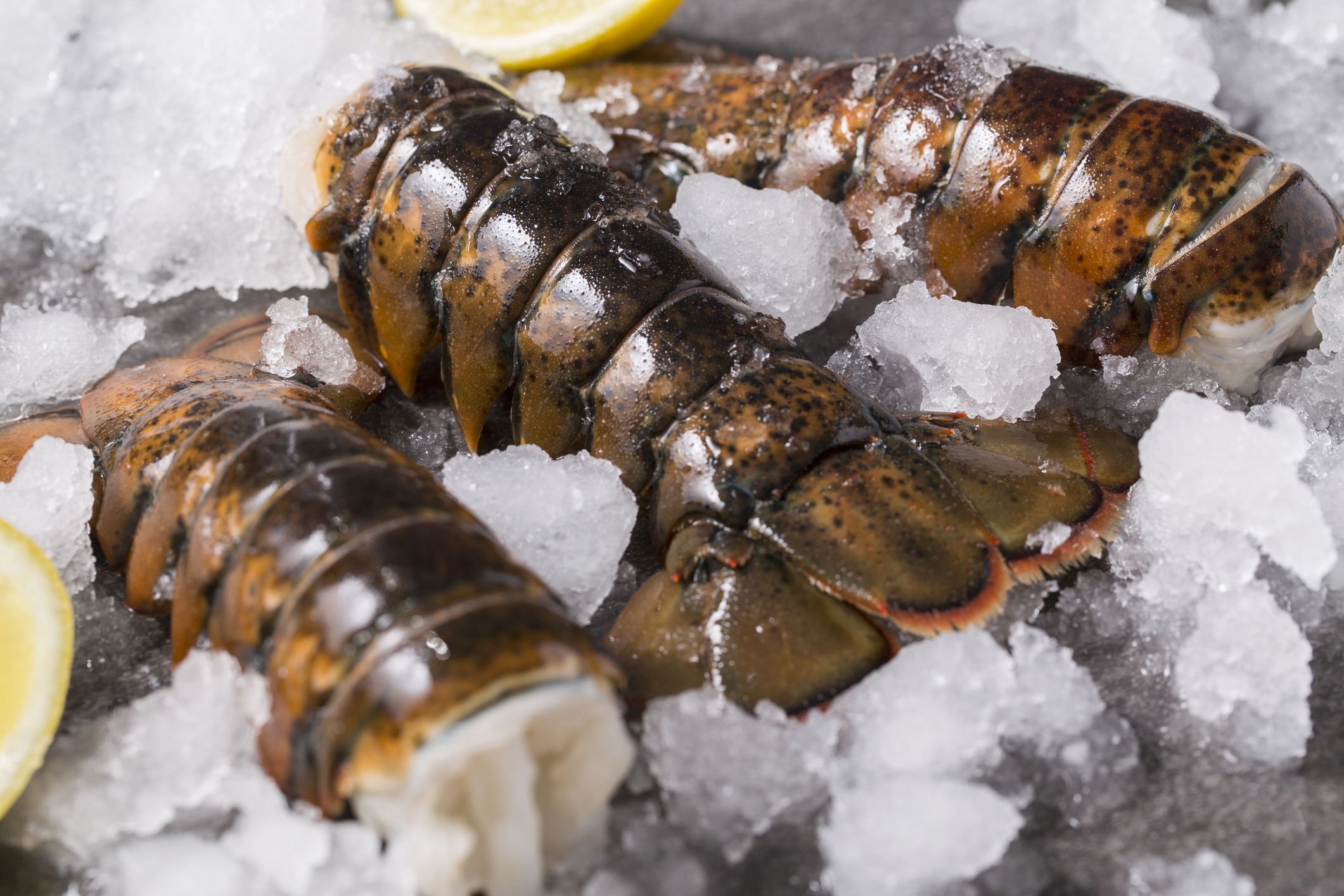 Fresh cold water Maine lobster tails on a bed of ice with lemon wedge.