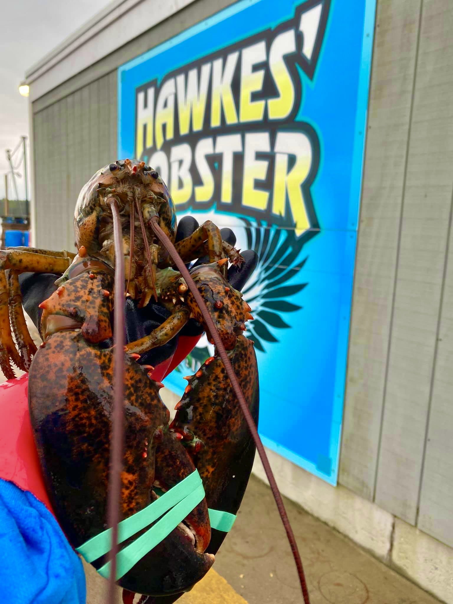 jumbolobster.jpg