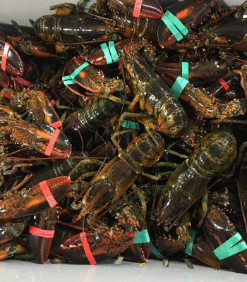 Bean Maine Lobster 1