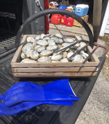 clams