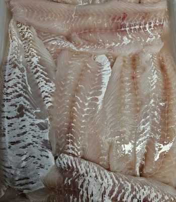 haddock